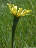 yellow salsify